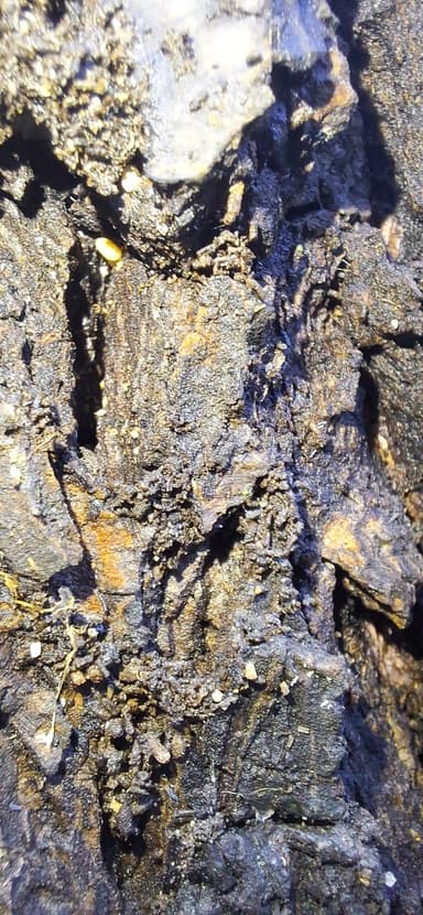 Hypoponera eduardi photo 5