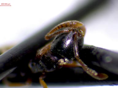 Hypoponera eduardi photo 30