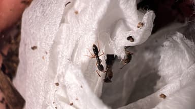 Hypoponera eduardi photo 33