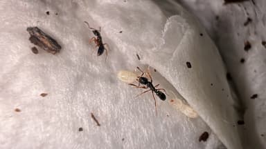 Hypoponera eduardi photo 34