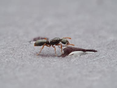 Hypoponera opacior photo 19