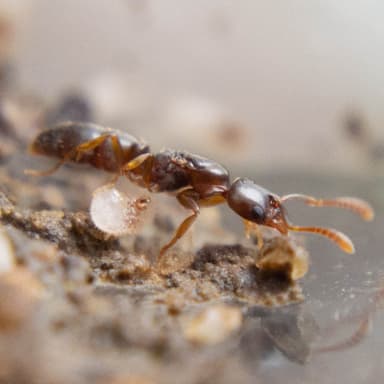 Hypoponera opacior photo 26