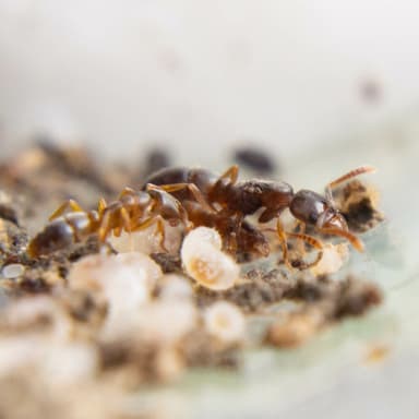 Hypoponera opacior photo 32