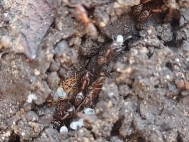 Hypoponera opacior photo 34