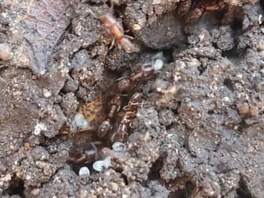Hypoponera opacior photo 35