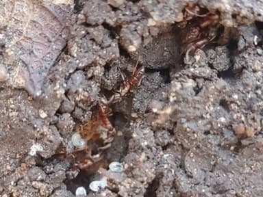Hypoponera opacior photo 36