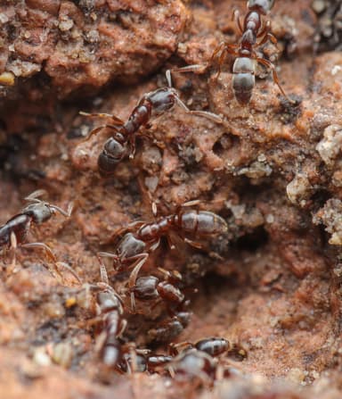 Hypoponera opacior photo 37