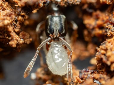Hypoponera opacior photo 41