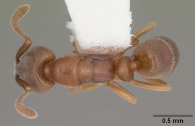 Hypoponera opacior — queen photo 4