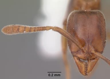 Hypoponera opacior — queen photo 6