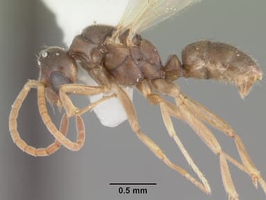 Hypoponera opacior — queen photo 9