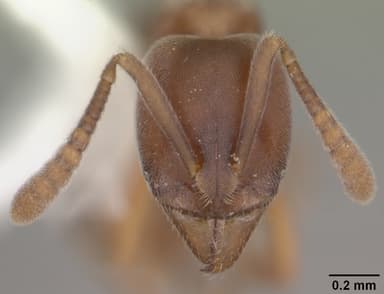Hypoponera opacior — queen photo 12
