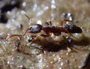 Hypoponera punctatissima photo 13