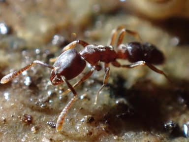 Hypoponera punctatissima photo 14