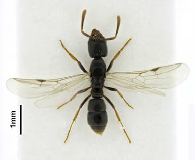 Hypoponera punctatissima photo 15