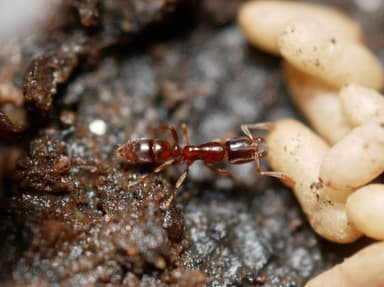 Hypoponera punctatissima photo 16