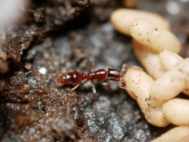 Hypoponera punctatissima photo 17