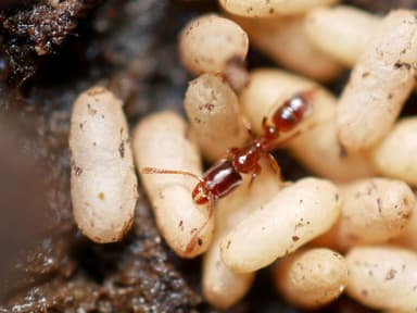 Hypoponera punctatissima photo 18