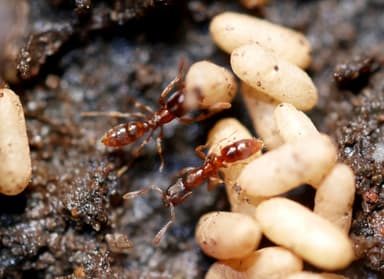 Hypoponera punctatissima photo 19