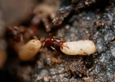 Hypoponera punctatissima photo 20