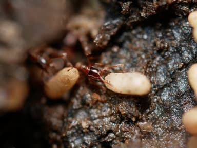 Hypoponera punctatissima photo 21