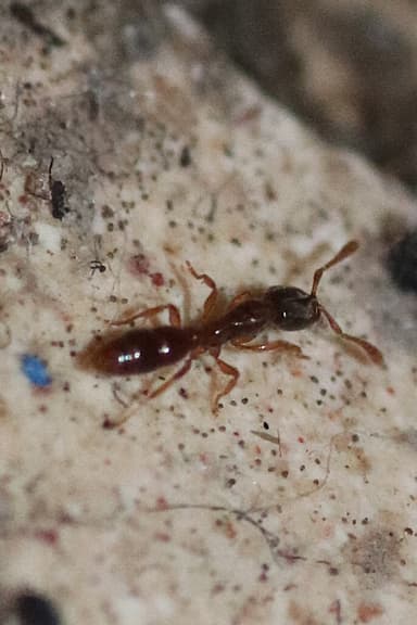 Hypoponera punctatissima photo 22