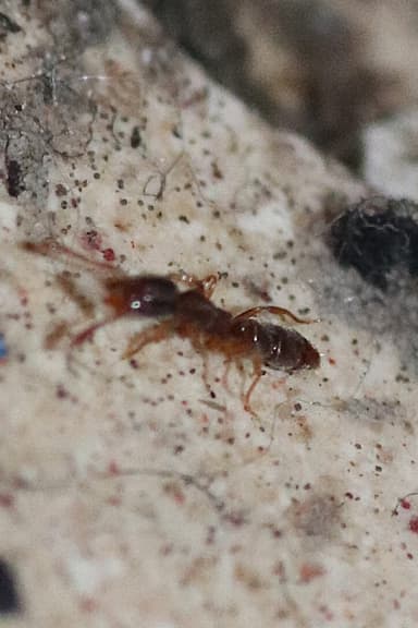 Hypoponera punctatissima photo 23