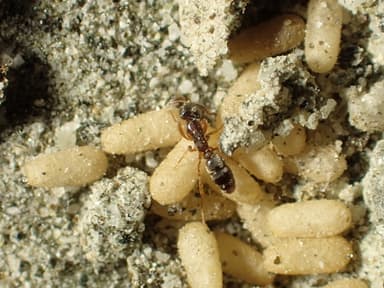 Hypoponera punctatissima photo 24