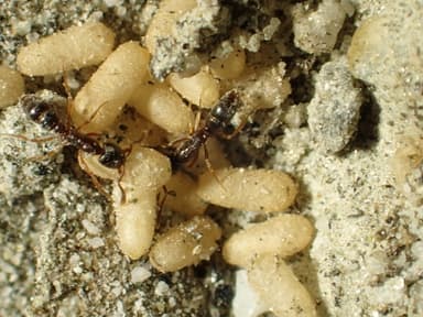 Hypoponera punctatissima photo 25