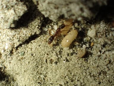 Hypoponera punctatissima photo 26