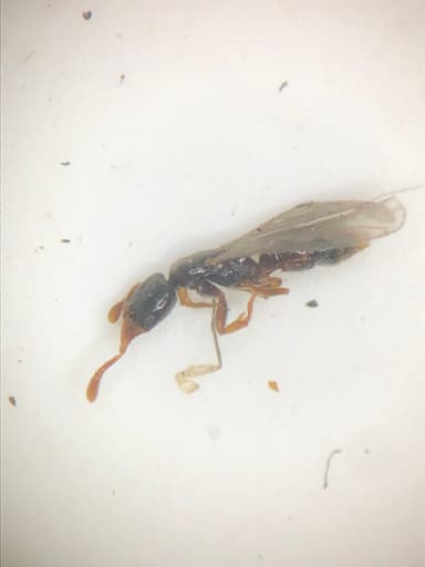 Hypoponera punctatissima — queen photo 27