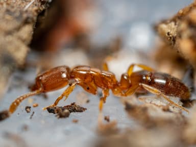 Hypoponera punctatissima photo 28