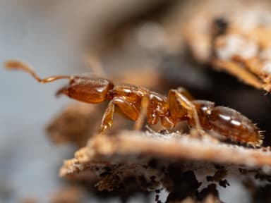 Hypoponera punctatissima photo 29