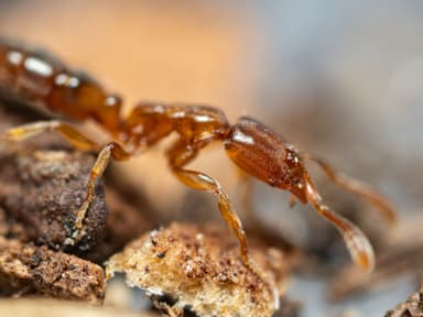 Hypoponera punctatissima photo 30