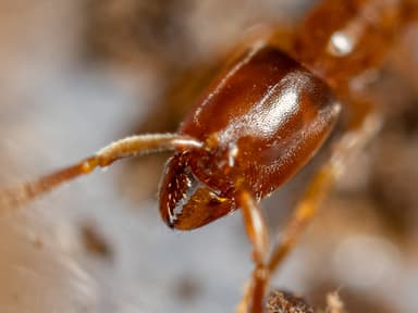 Hypoponera punctatissima photo 31
