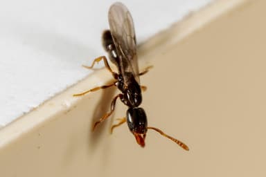 Hypoponera punctatissima photo 32