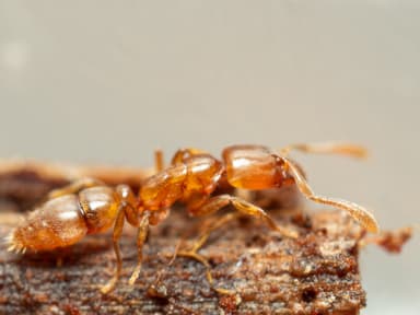 Hypoponera punctatissima photo 34