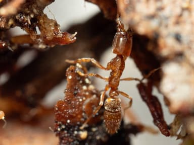 Hypoponera punctatissima photo 35