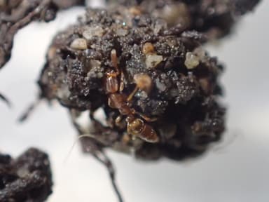 Hypoponera punctatissima photo 36