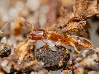 Hypoponera punctatissima photo 37