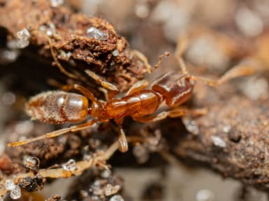 Hypoponera punctatissima photo 38