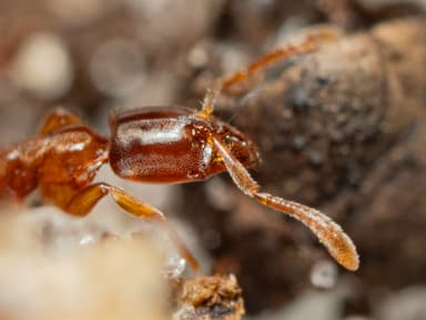 Hypoponera punctatissima photo 39