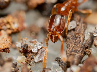 Hypoponera punctatissima photo 40