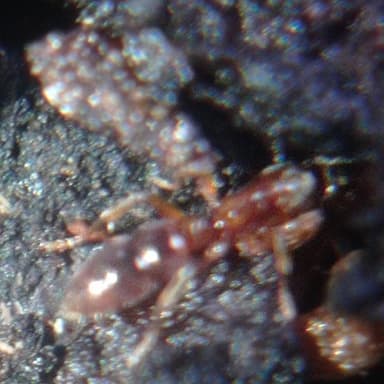 Hypoponera punctatissima photo 41