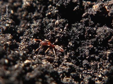 Hypoponera punctatissima photo 42
