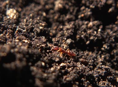 Hypoponera punctatissima photo 43