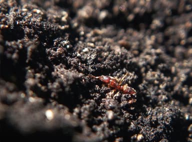 Hypoponera punctatissima photo 44