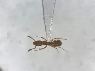 Hypoponera punctatissima photo 45