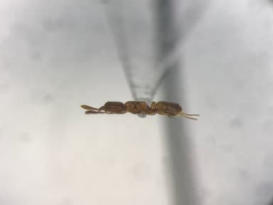 Hypoponera punctatissima photo 46