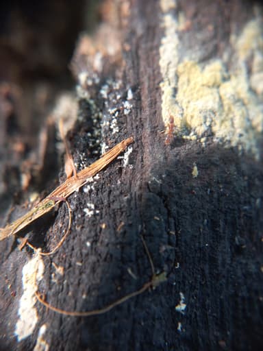 Hypoponera punctatissima photo 47